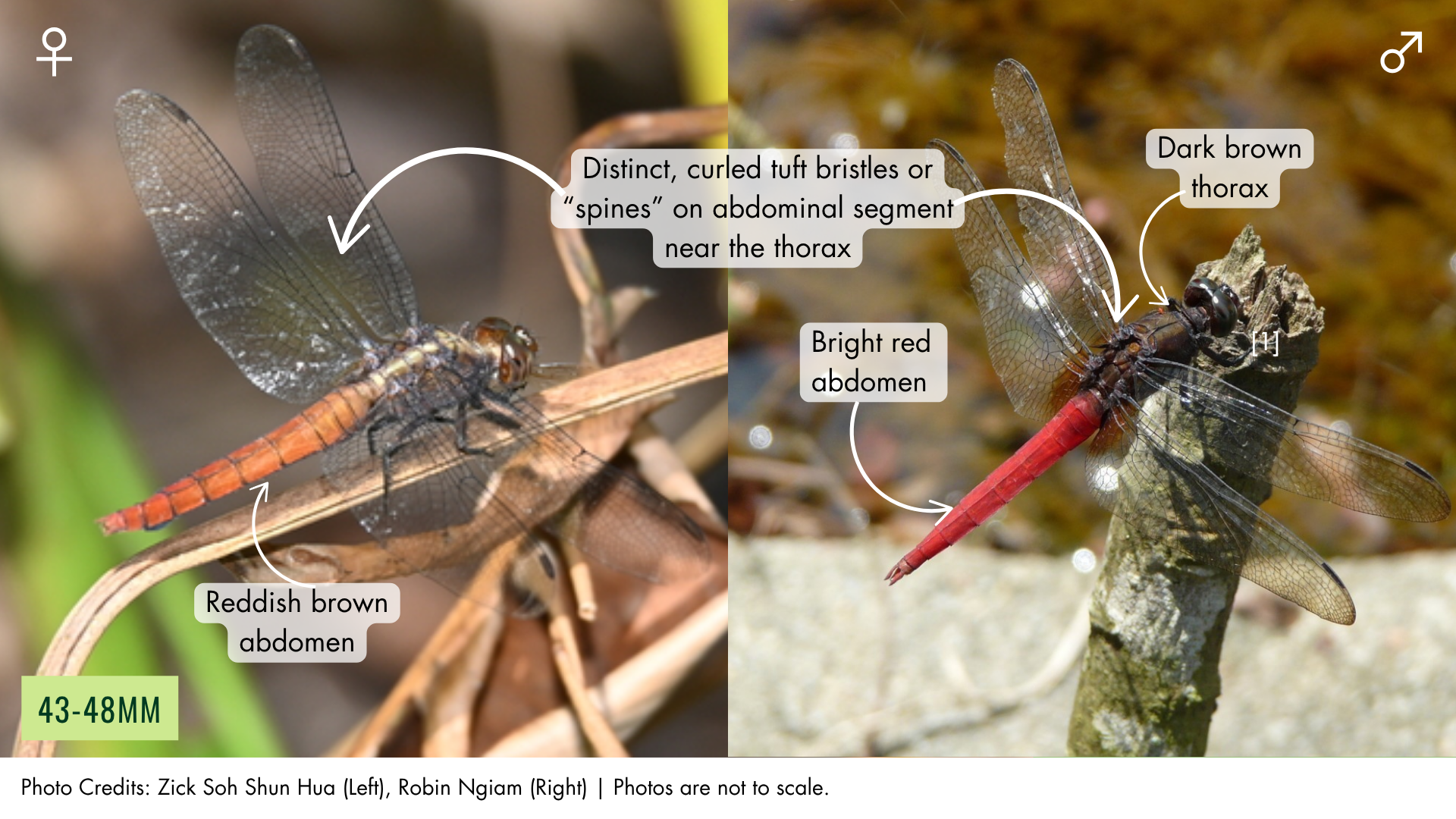 Spine-tufted Skimmer